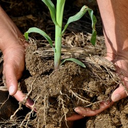 corn plant being lifted out of the soil